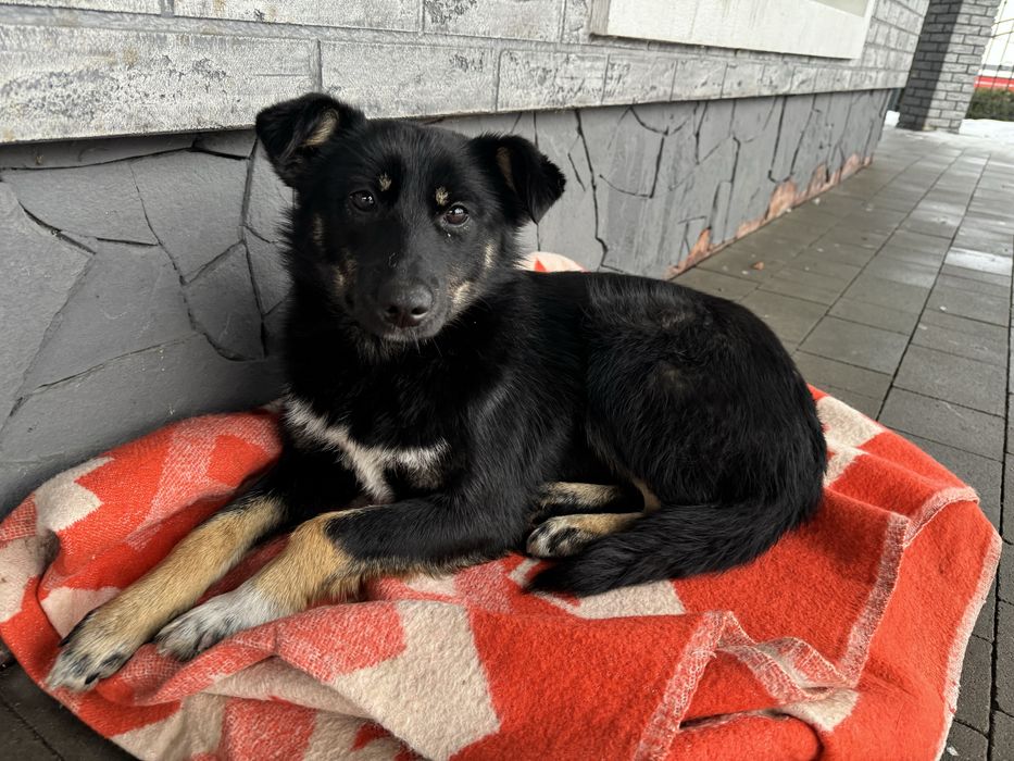 Молода собачка в добрі руки