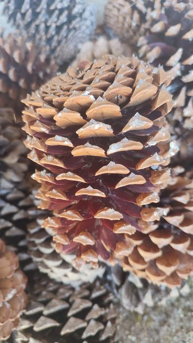 Pinhas para acender lareira