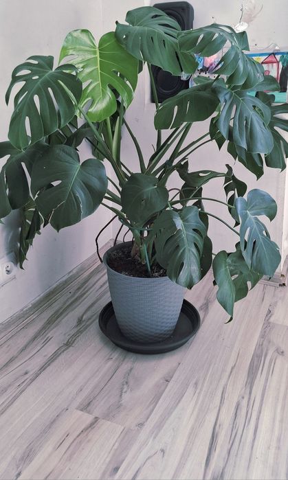 Monstera domowaa