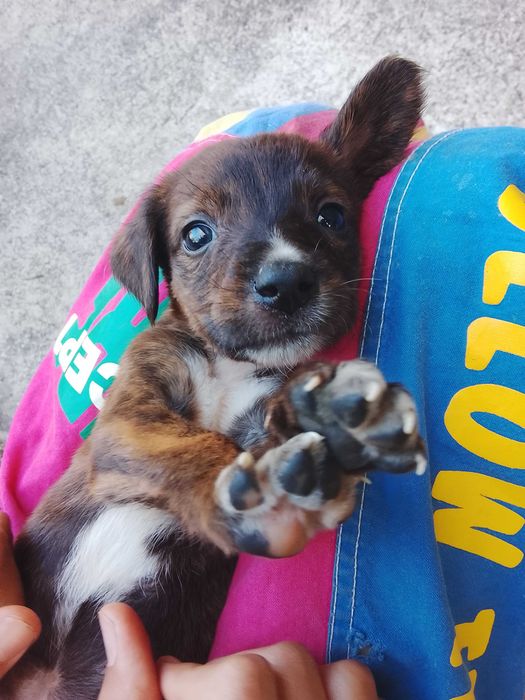 Cachorrinha para adoção responsável