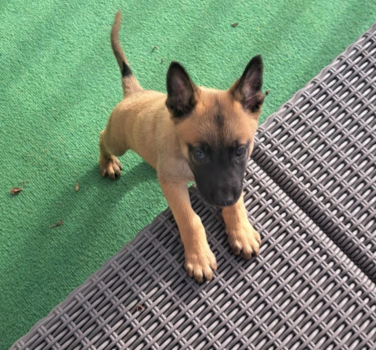 Owczarek belgijski Malinois - suczka