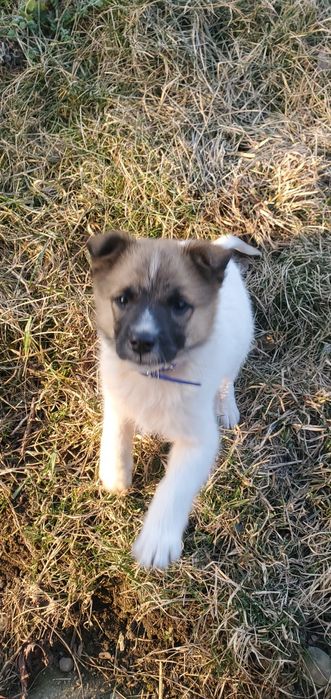 Бешкетник у добрі руки.