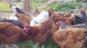 Kury Nioski z pierwszym jajkiem Dominant Leghorn TRANSPORT pod dom