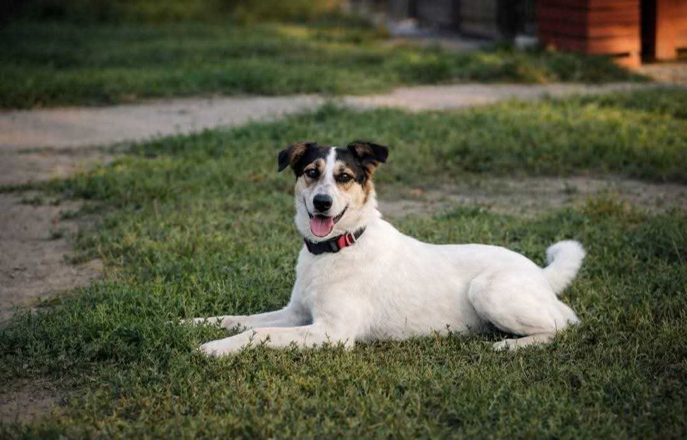 Daj dom skromnej Żelce