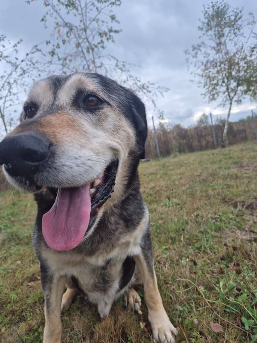 URATUJ BORYSA – duży, owczarkowaty pies o wielkim sercu czeka na dom!