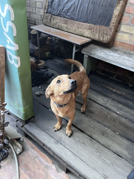 Віддаємо собачку хлопчик