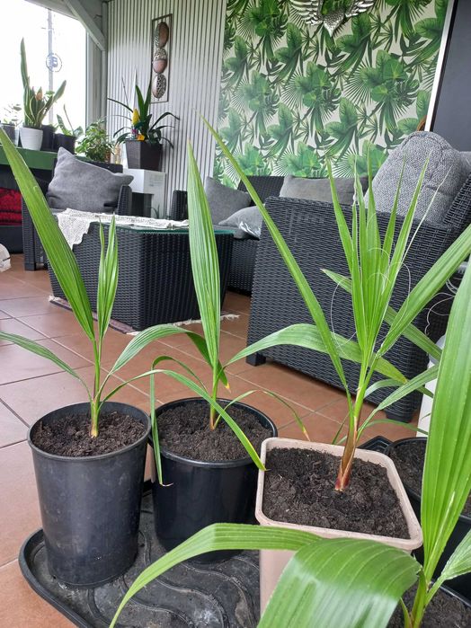 Palma Washingtonia Robusta 50 cm