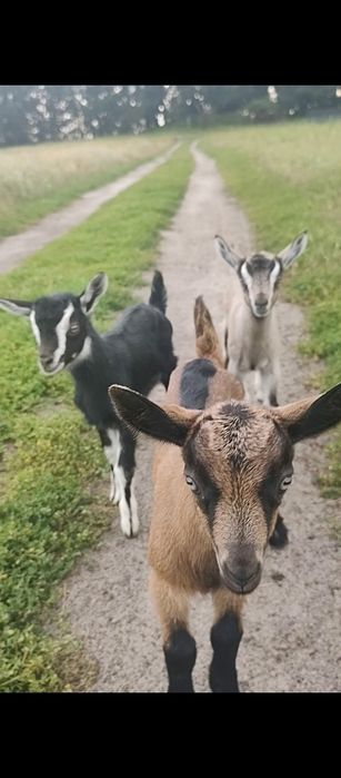 Козенята молочні