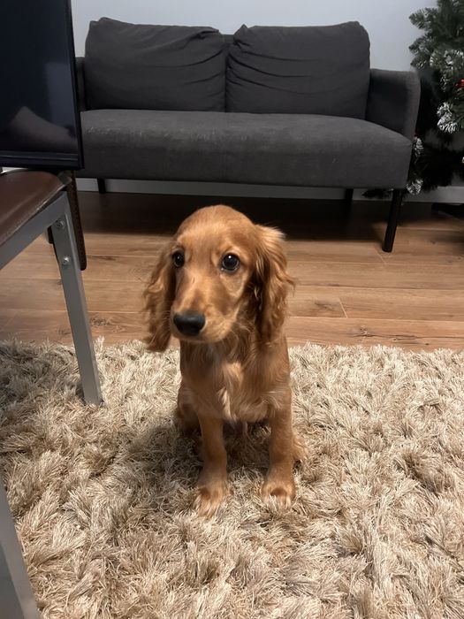 Продається Англійський кокер спаніель