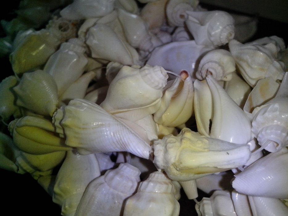 Продам ракушки Strombus Urceus для аквариума.