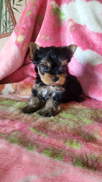 Щенки разного возраста.