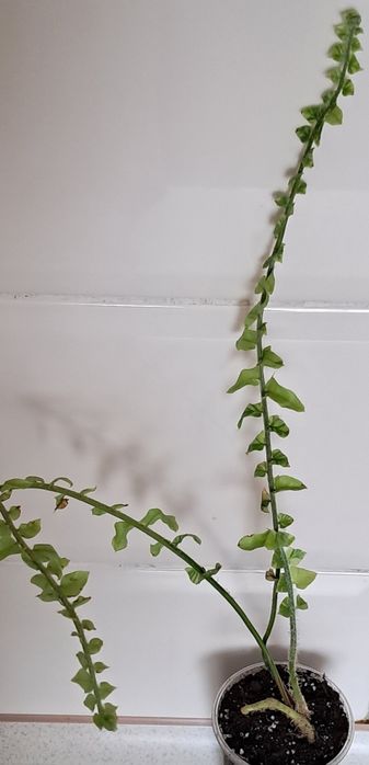 Набір яскравих рослин