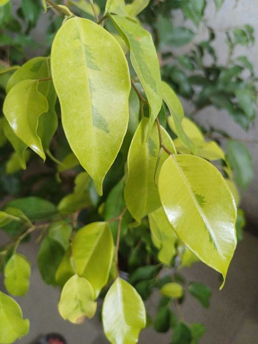 Фікус Рубігіноза Ірен Алі Амстел Кінг Голден Монік Шріверіана Міля