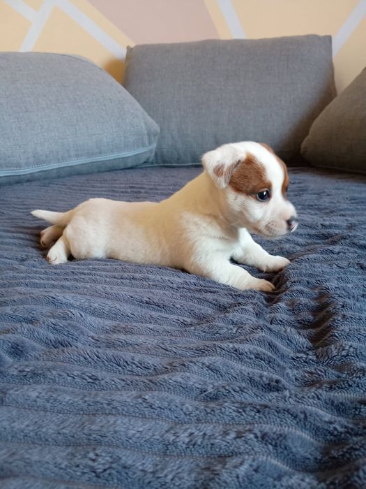 Jack Russell terrier Szczeniak