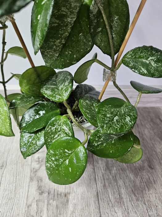 Hoya carnosa freckles