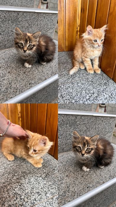 Відам в добрі ручки