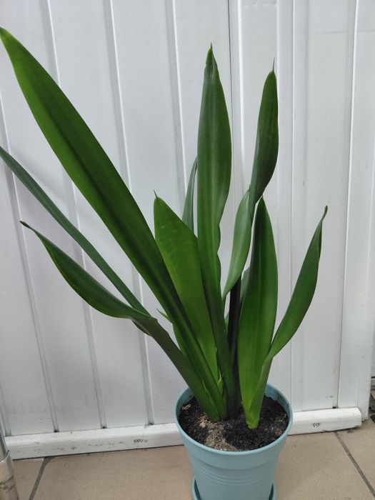 Сансев'єрія вазон