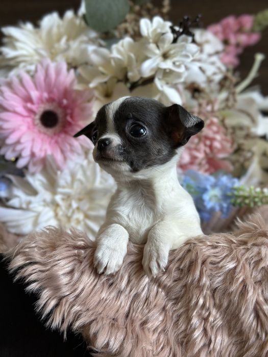 CHIHUAHUA dziewczynka bialo niebieska MINI :)