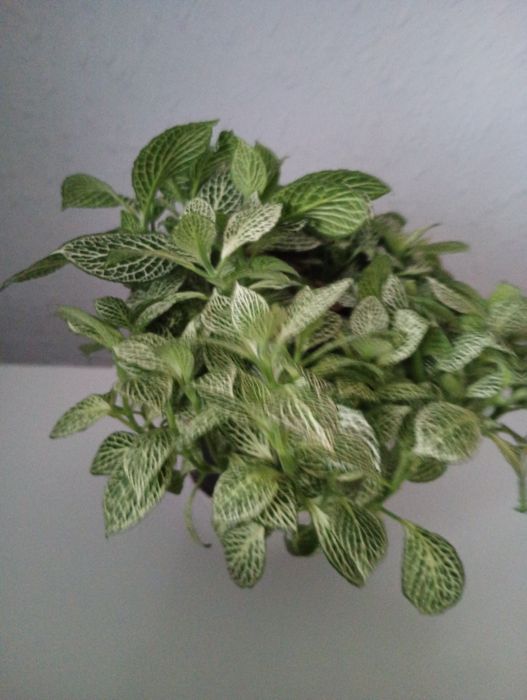 Fitonia białożyłkowa