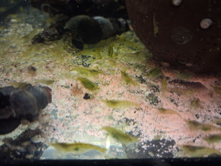 Krewetk neocardiny  mix zielone ,żółte, naturalne