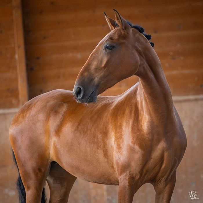 Egua letra R neta do viheste