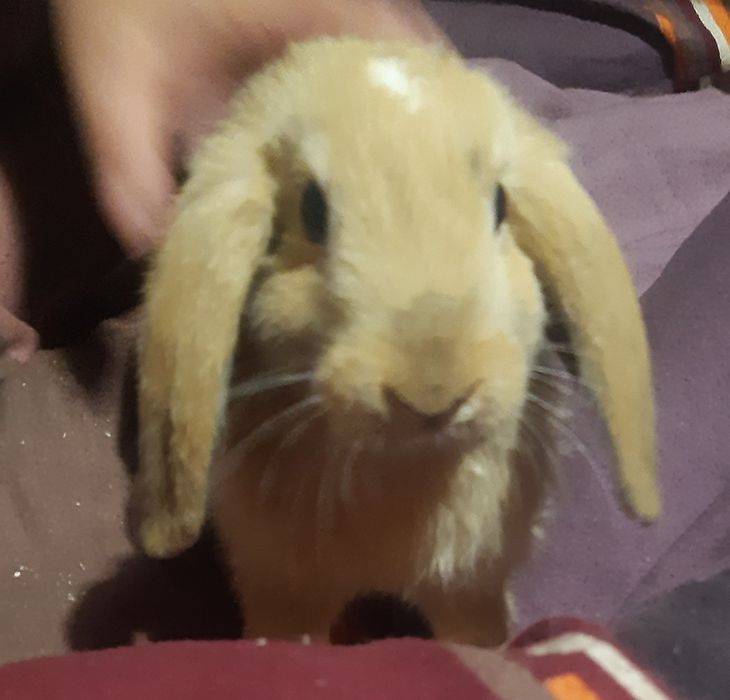 Króliczek mini lop