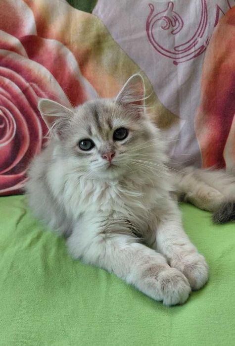 Шотландский длинношерстный котик в окрасе голубое золото ау11