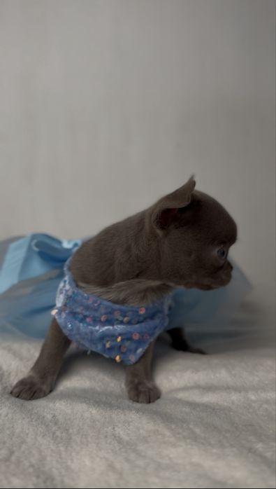 Liliowa suczka chihuahua mini
