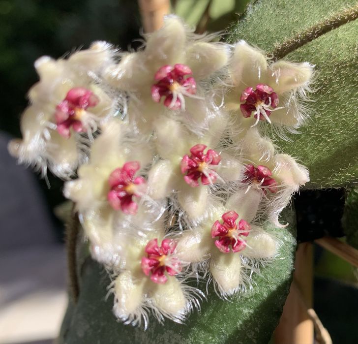 Hoya caudata sumatra rosnąca,