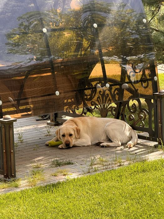 Лабрадор вязка, кобель