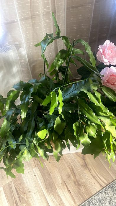 Kwiat Królowa jednej nocy