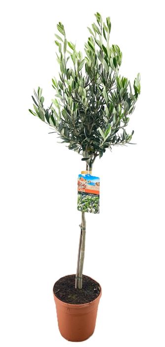 Oliveiras para azeite ,mesa ou simplesmente ornamental