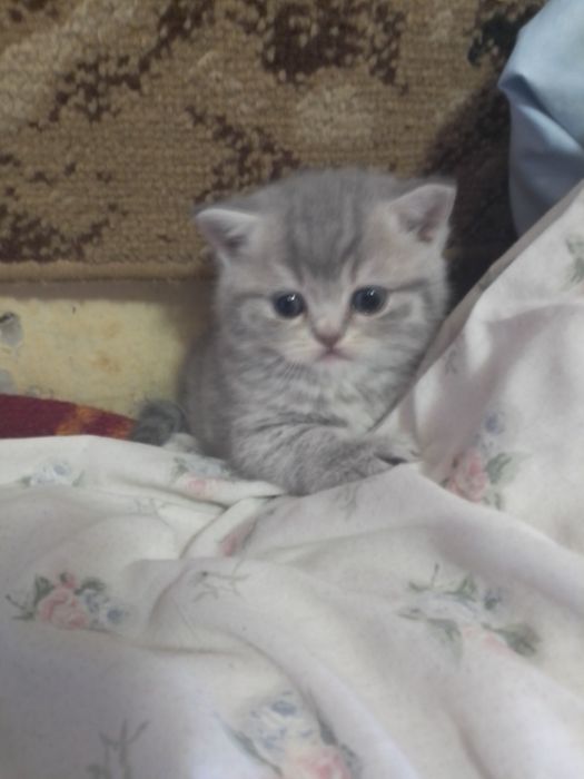 Шотландские котята