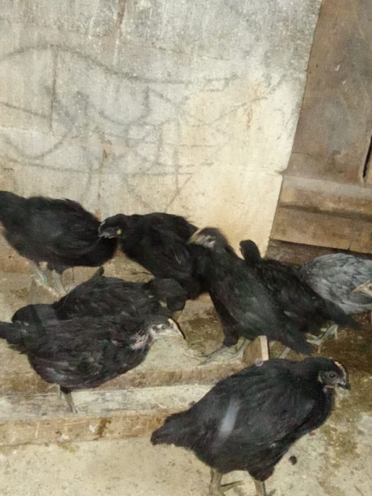 Ovos de cara de palhaço e pintos de várias raças e idades