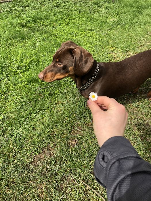 Шоколадний красунчик такса шукає подружку