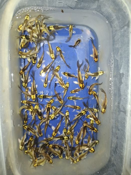 Карп кои и комета . Рыба для декоративного пруда.