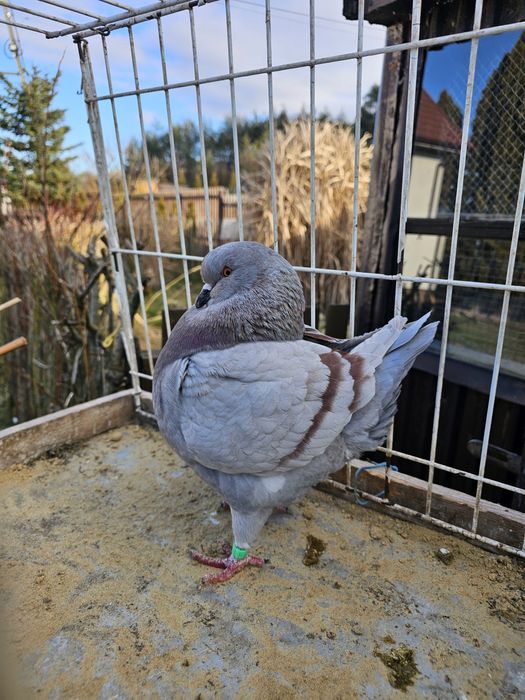 Samica King czerwono płowa