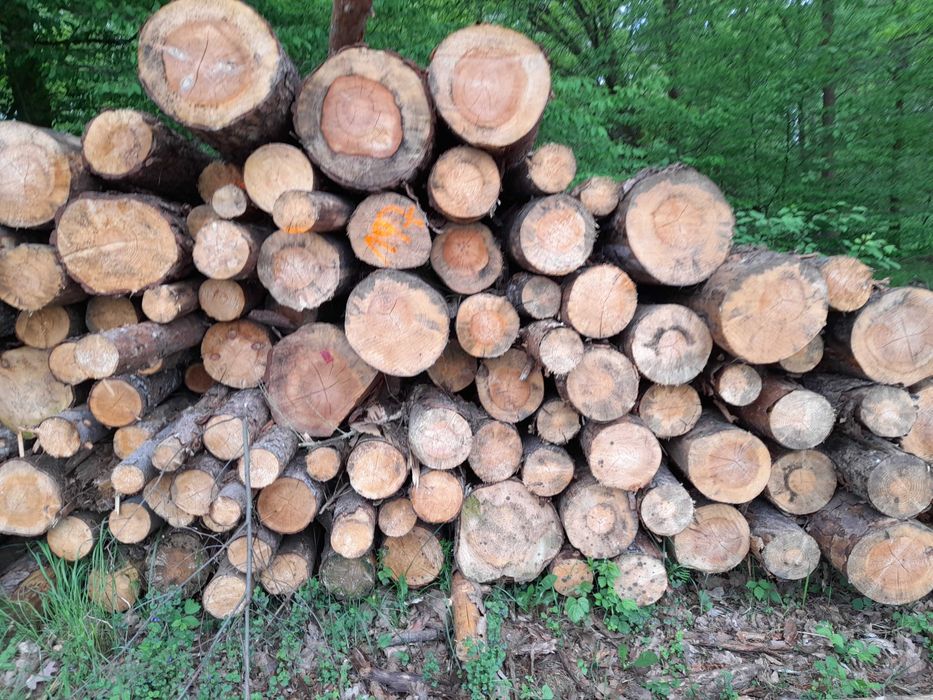 brzoza, sosna, olcha i inne