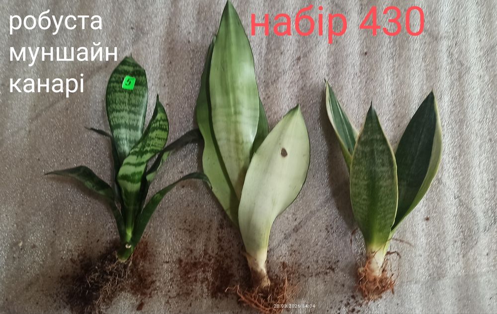 Набори сансевієрій