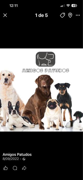 Hotel para cães - estadia familiar