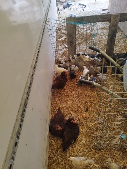 Koguty karmazyn 10 tygodni młode