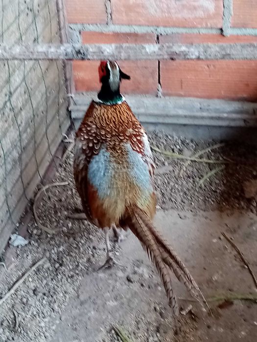 Faisões Dourados, Coleira e Gigi