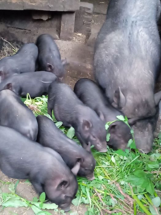 Вьетнамские поросята
