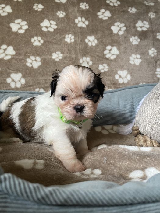 Szczeniaczek shih-tzu Sonik