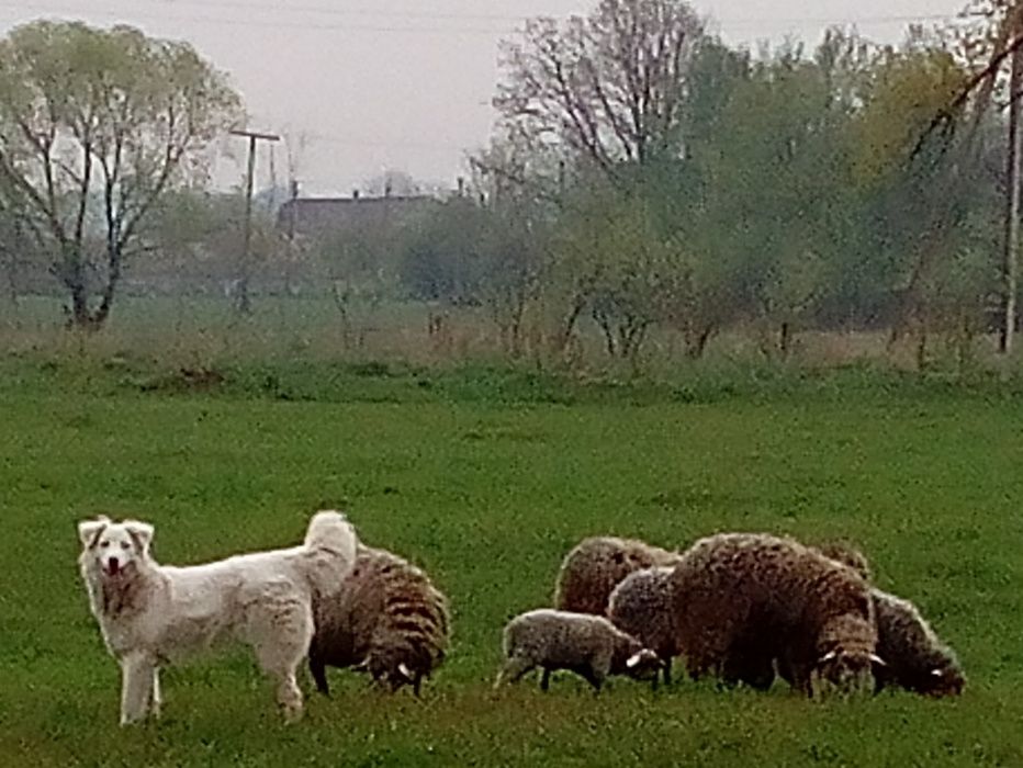 Цуценята Вівчарка Українська Карпатська, Розплідник-ВУК. Щенки овчарка