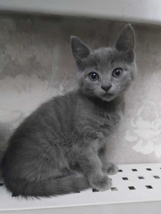 Кошеня російської блакитної породи (10 тижнів, 17.10.2025)