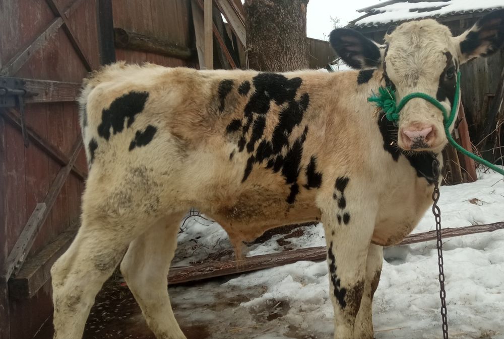 Byczek do dalszego howu