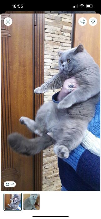 Шотландские котята