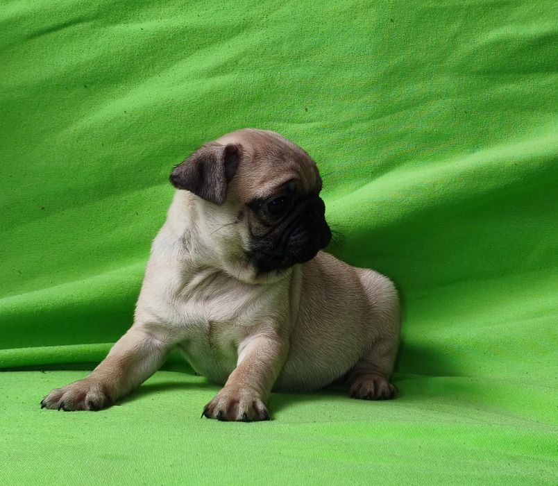 Para venda Pug carlin fêmea
