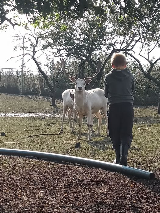 Daniel oswojony młody